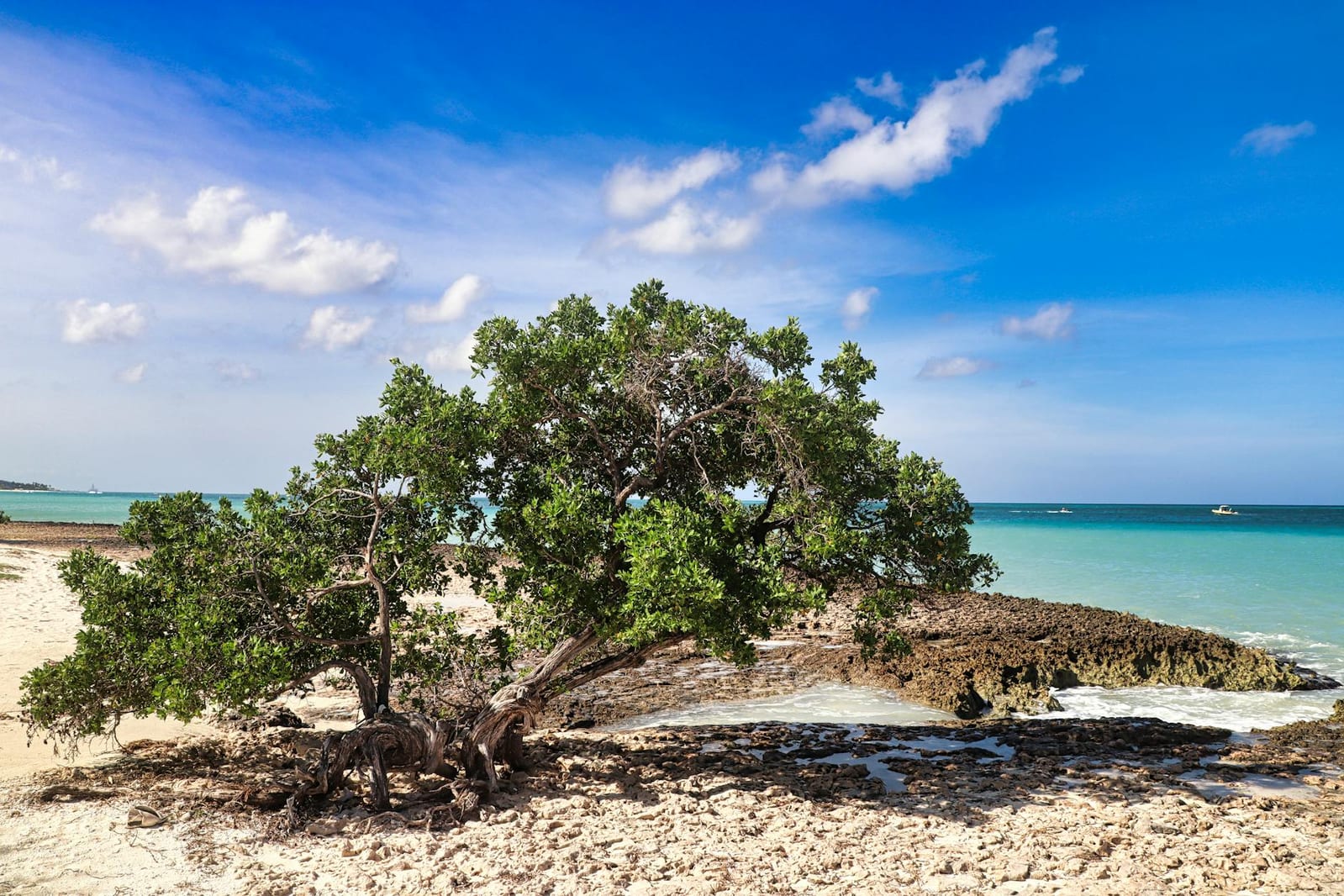 Cannabis in Aruba