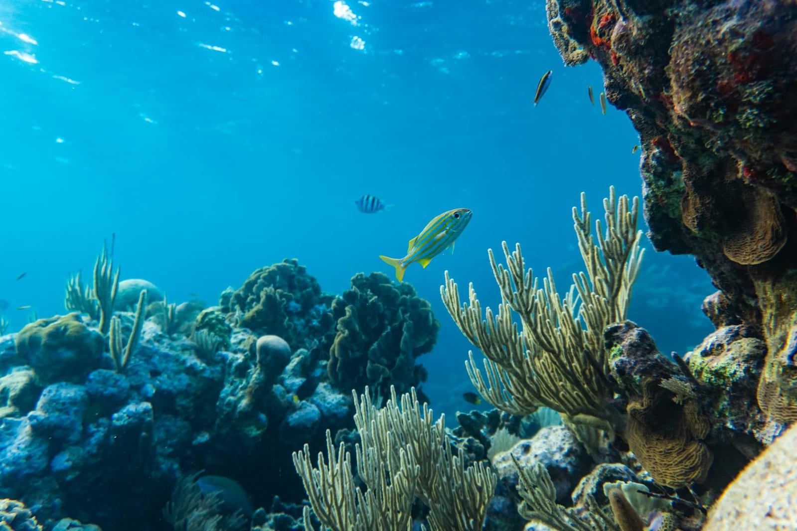 Cannabis in Belize: Laws & Tourist Guide